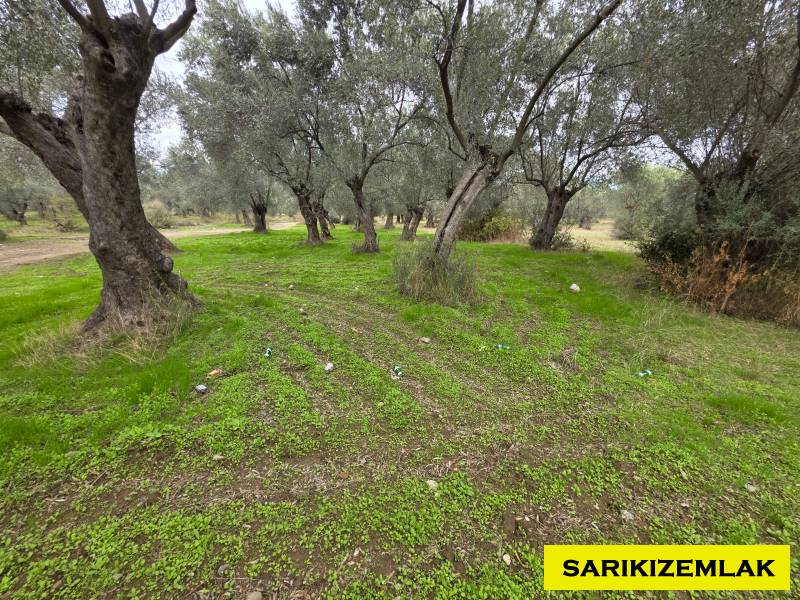 Edremit Yolören Mah`daZeytinlik. - 2